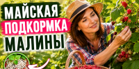 Майская подкормка малины: как получить крупные ягоды и крепкие побеги